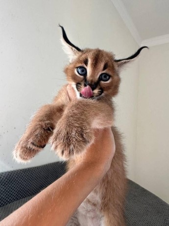 excepcional-camada-de-gatitos-serval-y-savannah-los-caracales-big-4