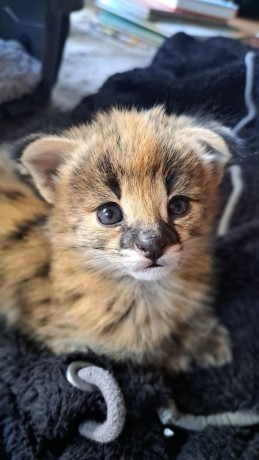 excepcional-camada-de-gatitos-serval-y-savannah-los-caracales-big-1
