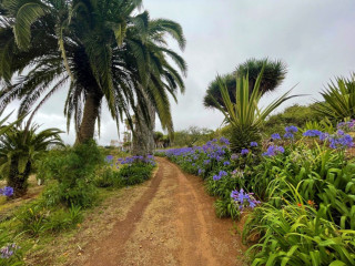 Finca rústica en venta en Valle Guerra-Tejina