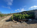 finca-rustica-en-venta-en-guia-de-isora-small-19