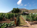 finca-rustica-en-venta-en-guia-de-isora-small-19