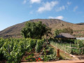 finca-rustica-en-venta-en-guia-de-isora-small-27