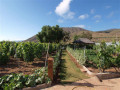 finca-rustica-en-venta-en-guia-de-isora-small-9