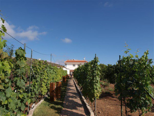 finca-rustica-en-venta-en-guia-de-isora-big-11