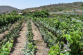 finca-rustica-en-venta-en-guia-de-isora-small-5