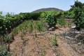 finca-rustica-en-venta-en-guia-de-isora-small-14