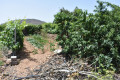 finca-rustica-en-venta-en-guia-de-isora-small-15