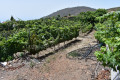 finca-rustica-en-venta-en-guia-de-isora-small-4