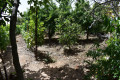 finca-rustica-en-venta-en-guia-de-isora-small-3