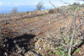 finca-rustica-en-venta-en-guia-de-isora-small-4