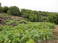 finca-rustica-en-venta-en-tf21-small-23