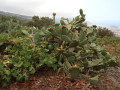 finca-rustica-en-venta-en-tf21-small-25