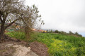 finca-rustica-en-venta-en-montana-zamora-cruz-santa-palo-blanco-small-7